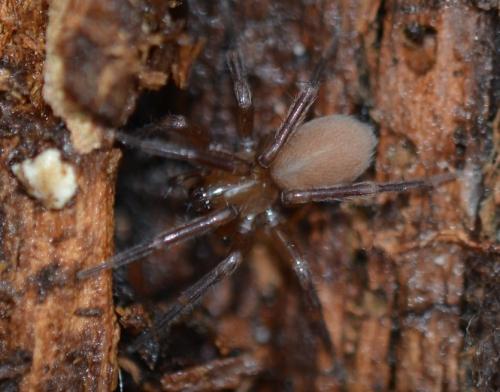 Cicurina cicur
